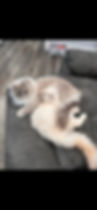 IMG_8166.PNG