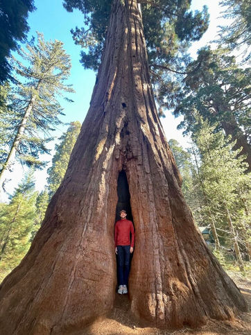 🌲 𝐋𝐞𝐭'𝐬 𝐭𝐚𝐥𝐤 𝐚𝐛𝐨𝐮𝐭 𝐭𝐫𝐞𝐞𝐬 🍃