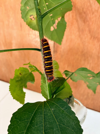 Butterfly House activity Aguas Calientes