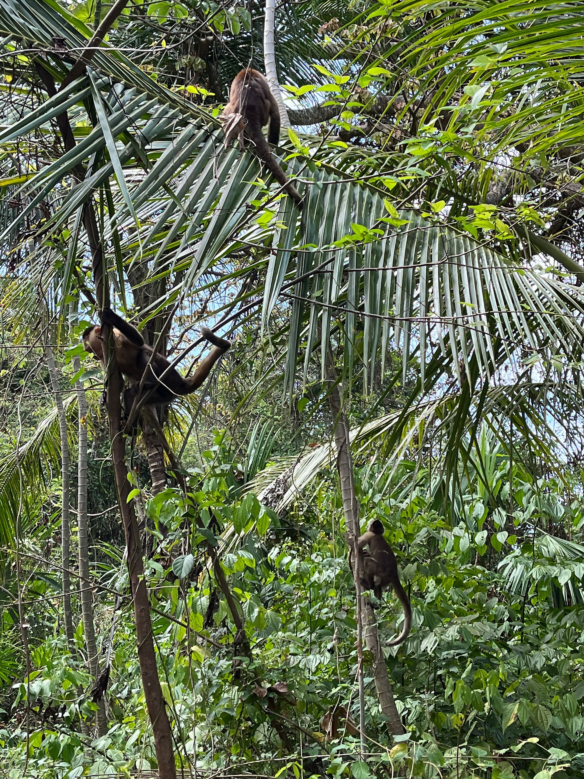 Monkeys Tayrona National Park