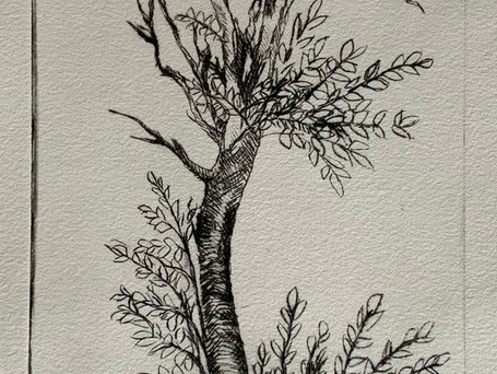 Phoenix Forest: Recovery, 2020, drypoint etching