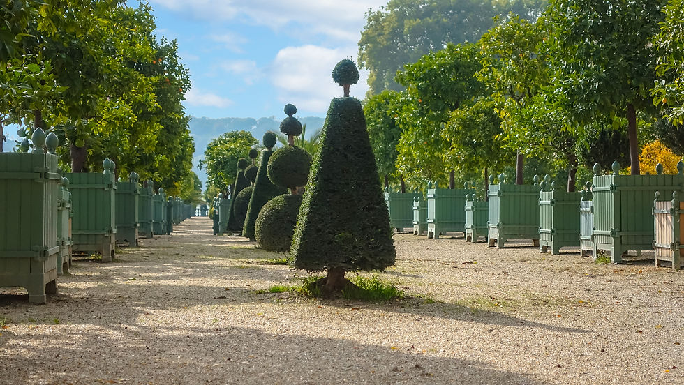 VERSAILLES PLANTERS WITH CITRUS TREES , original photo from Versailles Palace orangerie gardens