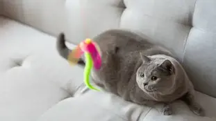 Іграшки для котів та собак. Як обрати правильну?