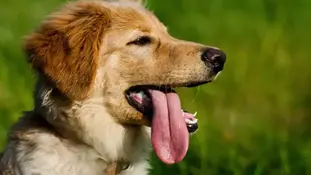 Язик у собак. Функції. Призначення.