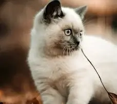 Цікаві факти про котів. Як коти впливають на людину?Скільки кішка може народити кошенят? Як коти відносяться до вібрацій? Як коти спілкуються? 