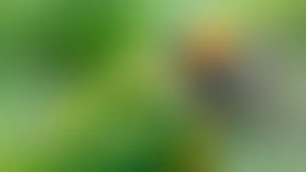 Перший огляд птаха у лікаря - які дослідження важливі?