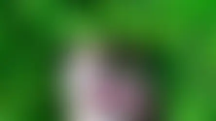 Чи можна давати котячу м'яту собакам?