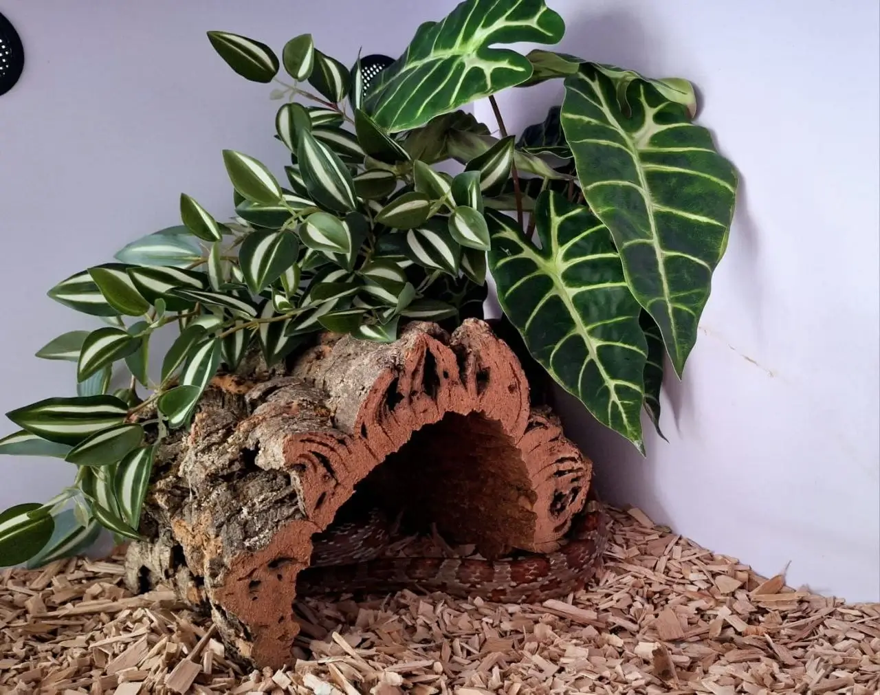 Як створити безпечні умови у тераріумі для змії?