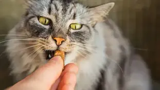 Продукти з якими можна дати таблетку коту чи собаці