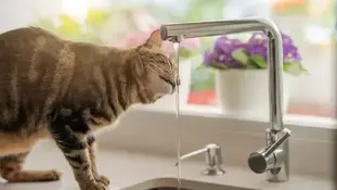 Жорсткість води для улюбленців