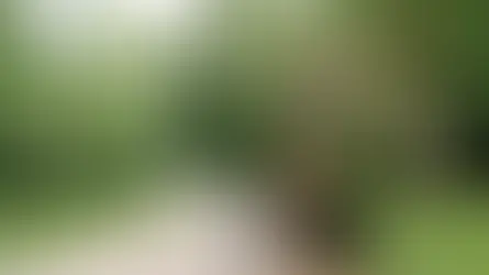 Професії у собак