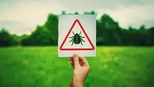 Як витягнути кліща з кота чи собаки?