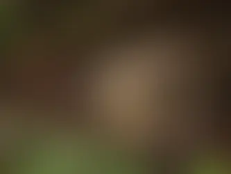 Неінфекційні хвороби їжаків