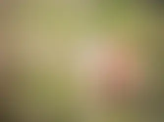 Поширені причини хронічного свербежу у собак та котів?