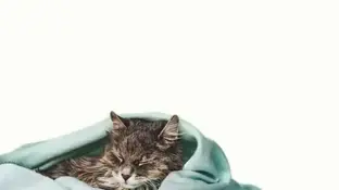 Евтаназія тварини. Як прийняти рішення?