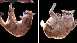 Чому коти приземляються на лапи?