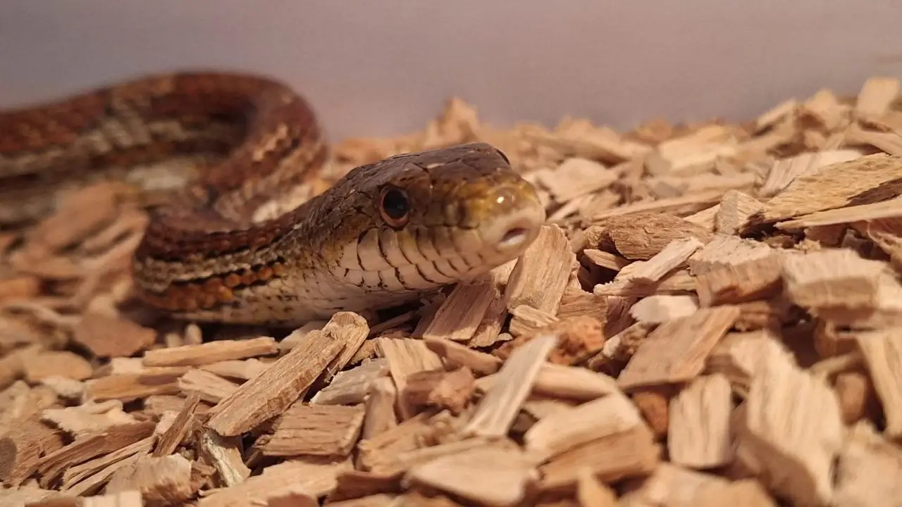 Як облаштувати тераріум для змії?