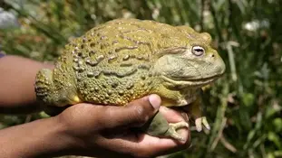 Жаба Голіаф