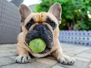 Порода французький бульдог. Проблеми зі здоров'ям