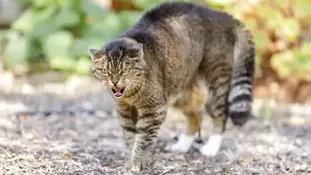 Чому кіт став агресивним? Що робити?