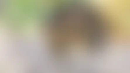 Чому кіт став агресивним? Що робити?