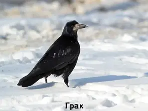 Як відрізнити чорного ворона від грака