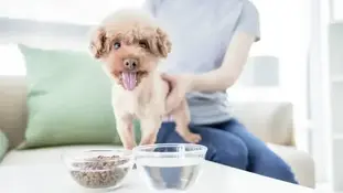 Собака дуже багато п'є води. Чи це нормально?