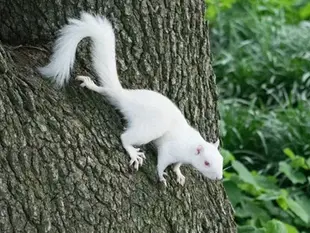 Тварини-альбіноси