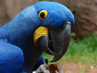 Основні причини зригування у папуг