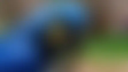 Основні причини зригування у папуг