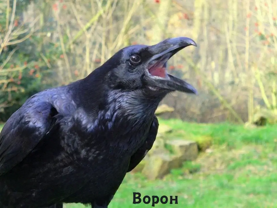 Як відрізнити чорного ворона від грака