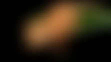 Фолікуліт яєчників у геконів