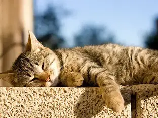 Як допомогти котам під час спеки? - Поради Ветеринара