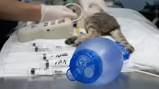 Які реальні ризики наркозу у котів?