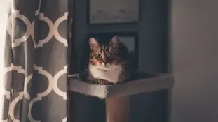 7 цікавих фактів про котів!