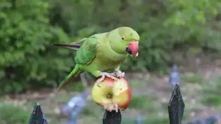 Які продукти можна давати папугам?