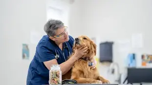 Які захворювання переносять кліщі? Які симптоми після укусу кліща, що потребують уваги?