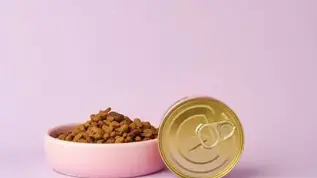 Харчування котів і собак