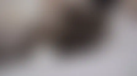 Що робити якщо улюбленець поранився?
