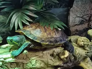 Сплячка у черепах. Що потрібно? Які умови? Коли прокидатись?