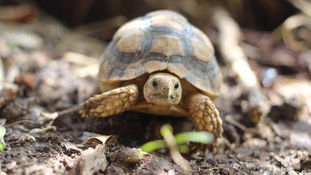 Типи харчування черепах