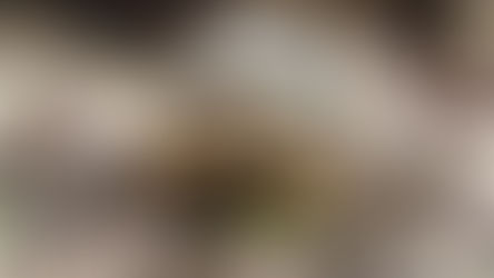 Типи харчування черепах