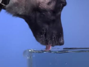 Як п'ють воду коти та собаки?