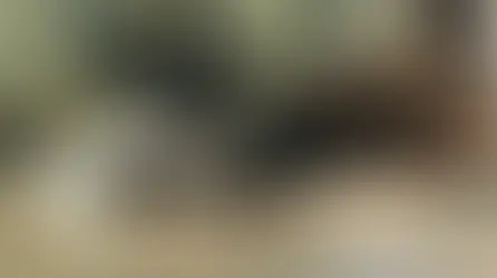 Як музика впливає на собак?