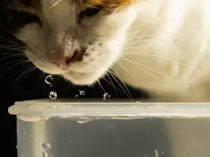 Кіт п'є воду. Які примхи котів до води?