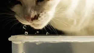 Кіт п'є воду. Які примхи котів до води?