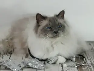 Що таке гіпертрофічна кардіоміопатія у котів?