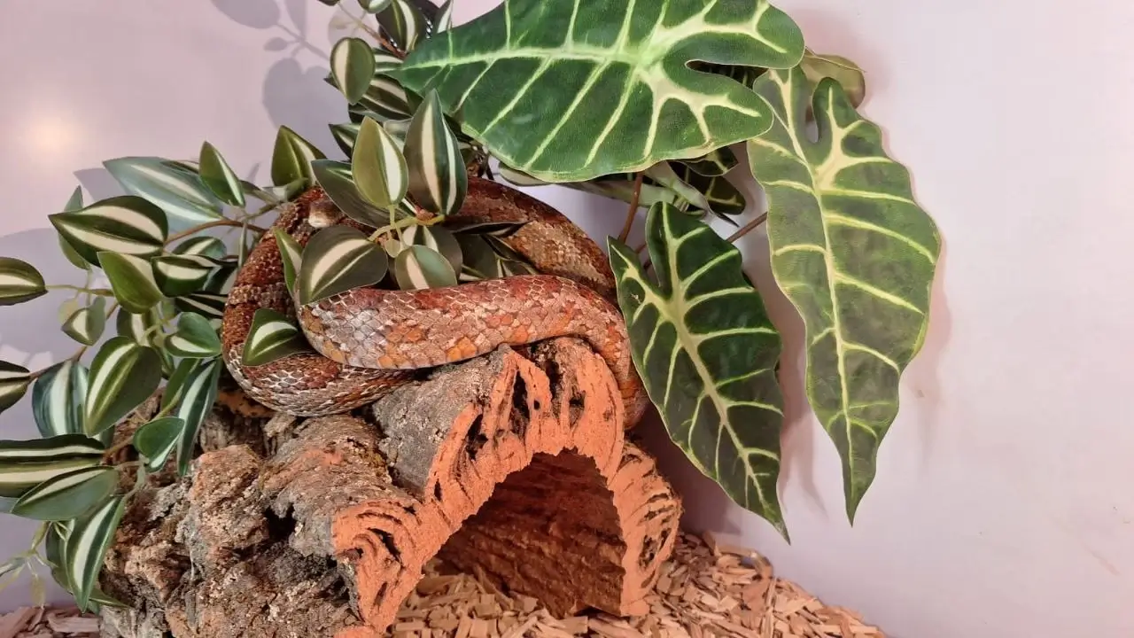 Тераріум для змії. На що звернути увагу?