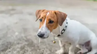 Отруєння собаки або кота щурячою отрутою