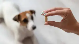 Як часто обробляти кота чи собаку від гельмінтів та дірофілярій?